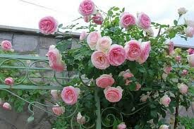 8 секретів вирощування троянд