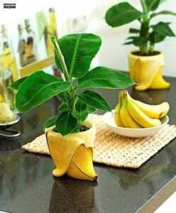 Вирощуємо банан вдома.