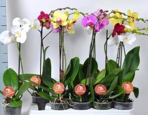 Догляд за домашніми орхідеями фаленопсис