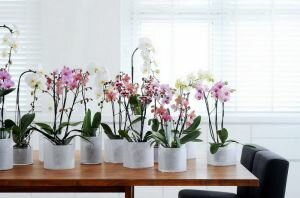 Догляд за орхідеєю фаленопсис у домашніх умовах. (Власний досвід)