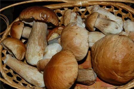 Рецепти маринування білих грибів