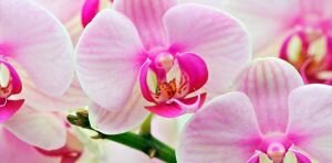 Як вирощувати орхідеї вдома?