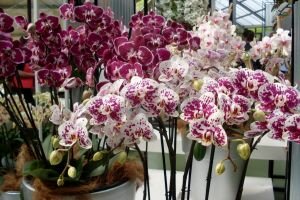 Як одну орхідею перетворити на 100? Секрети розмноження орхідей в домашніх умовах!